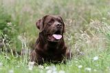 LABRADOR 416